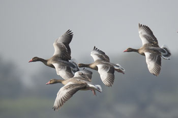 geese